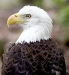 pic for Bald Eagle